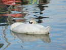 Sleeping swan- Steveston BC