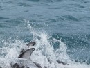 Dolphin splashes dive in unison