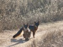Pair of Island Fox, Santa Cruz- Del Norte Trail