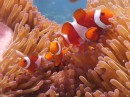 False Clown Fish, still looking for Nemo!