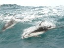 Pacific white sided dolphins ride the big waves along side Paikea Mist