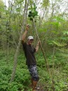 Michael picks a green papaya from a tree on Nomuka Iki, the island was used as a prison several years ago