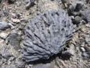 fossilized coral head