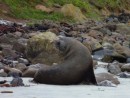 NZ sealion, resting on the beach after deep sea fishing