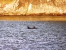 dolphins play at our anchorage, Great Barrier