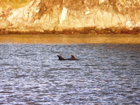 dolphins play at our anchorage, Great Barrier