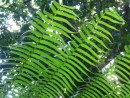 Giant ferns, stems 3" round soar 20 feet up