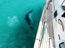 These dolphins were pursuing the fish under our boat with all their strength, agile and strong!