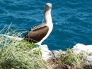 Blue footed booby- what a look!