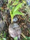 A sprouting coconut : If you leave a coconut on the ground long enough it takes the hint and this is what happens