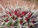 Barrel cactus. Everything in Baja has thorns. 
