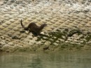 Otter in the marina.