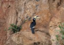 A Pied Hornbill. These are common, usually seen in pairs, not shy and very noisy. 