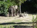 Disney Safari elephant