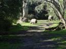 Disney Safari Rhinoceros