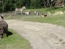 Disney Safari zebras