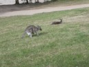 Kangaroos in the wild....see the Joey?