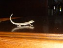 our pet gecko