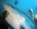 Shark dive - 