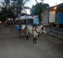 No cars on Gili Air, only horses and foot traffic
