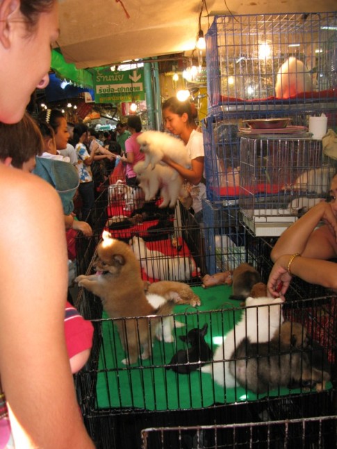 Bangkok - puppies for sale