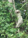 Sloth in CR