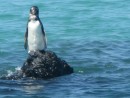 My personal favorite, Galapagos Penguino!