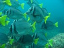Galapagos dive - school of fish