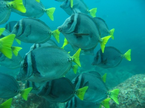 Galapagos dive - school of fish