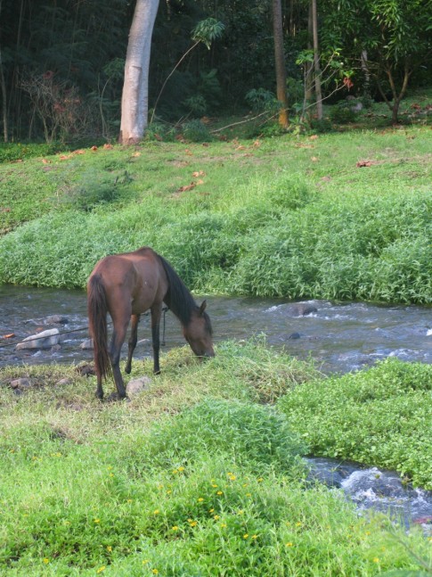 Nuku Hiva Horse
