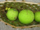Gifts to Zen: Breadfruits and limes - Niuatoputapu, Tonga