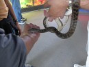 Tommy greeting a python