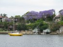 Jacaranda purple trees in bloom all over Sydney