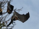 Flying Foxes...bats...in Botanical Gardens