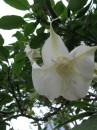 Beautiful dangling flowers in Botanical Gardens