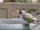Little finch getting a drink at Botanical Gardens