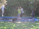 Oscar, George, Cole and Cammi enjoying the built-in trampoline.  Nice!