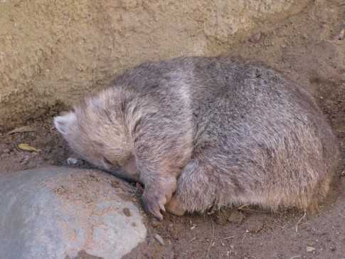 Sleeping wombat, a marsupial, too!
