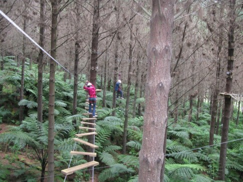 Kids doing the aerial obstacle course at Adventure Forest in Whangarei