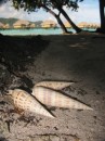 Shell left in front of our hotel room in Tahaa, FP