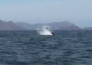 Grey whale splash, not quick enough to capture the whale itself