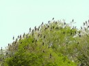60 bird island preserve