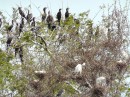 61 bird island preserve