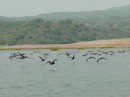 66 birds flying over lake