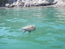 #17 floating turtle in Playa Coyote