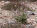 Delos gets just enough water for the wildflowers to come out.