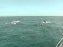 pod of pilot whales