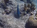 Big blue fish pausing near brain coral.