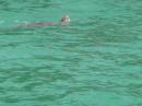 Sea turtle surfaced nearby on our way back to Nanny Cay Marina