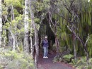 walking in the Kauri forest